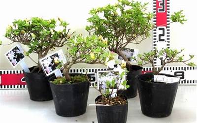 学做糯米白糕烤箱