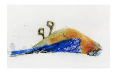 海参鲍鱼的做法（海参鲍鱼的做法大全）