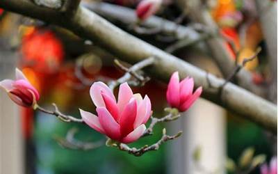 熊猫蛋白粉天然巧克力（熊猫蛋白粉天然巧克力味）