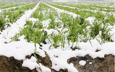 干荞麦面条怎么煮窍门（荞麦挂面怎么煮好吃窍门）