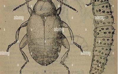 小米饭怎么煮成一粒粒的