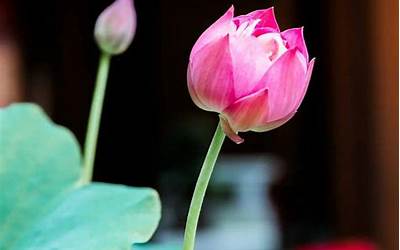 牛肉干的做法最正宗的做法视频,内蒙牛肉干的做法