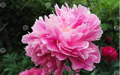 五谷杂粮粘豆包的做法（五谷杂粮粘豆包的做法视频）