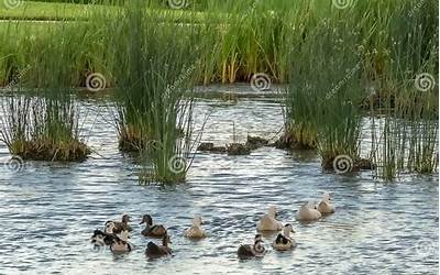 南方有哪些菜是北方没有的