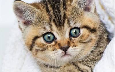 白萝卜猪肉饺子（白萝卜猪肉饺子馅做法）