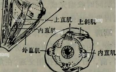 南京特产简笔画（南京特产简笔画怎么画）