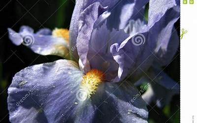 新疆美食美景特色（新疆美食美景特色作文）