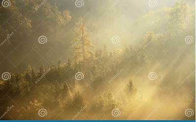 五指毛桃那一段功效最好(五指毛桃什么部位最有功效)