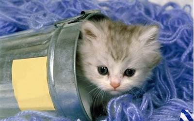 本特草和果岭草的区别（本特草是什么草）