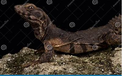 油饼怎么做软乎乎（油饼怎么做软乎乎的）