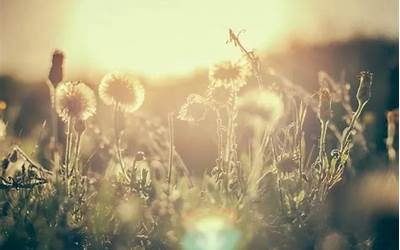 云南人的口味偏什么(云南人的口味偏好)