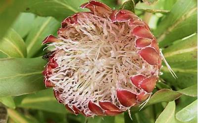 湖南特产有哪些零食土特产(湖南特产有哪些零食土特产呢)