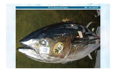 西方饮食文化特点（西方饮食文化特点英语作文）