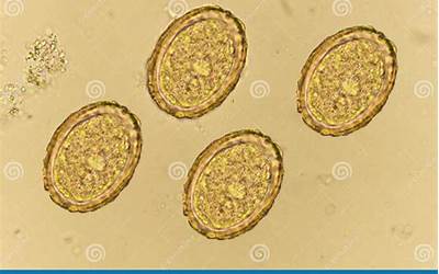 下面哪种口味的月饼是杭州特色（下面哪种口味的月饼是杭州特色倩女幽魂）