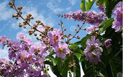 闽南蒸地瓜粉圆的做法(闽南蒸地瓜粉圆的做法大全)