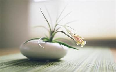 大连有什么出名的特产(大连有什么出名的特产吗)