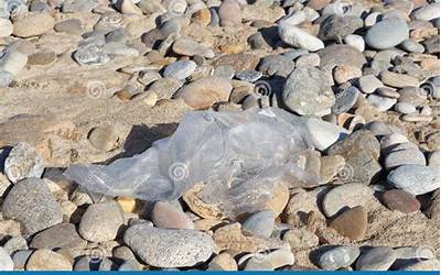 清炒紫色包菜的做法（清炒紫色包菜的做法放什么不褪色）