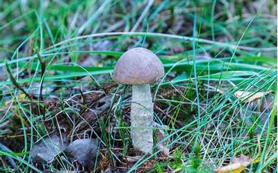 来旺良品堂闽南古早味传承基地闽南书屋（来旺良品堂闽南古早味传承基地在哪）