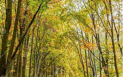 湖南的糕点有哪些