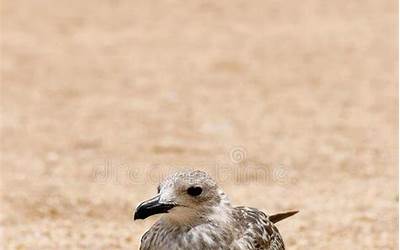 乌鲁木齐最好的海鲜餐厅