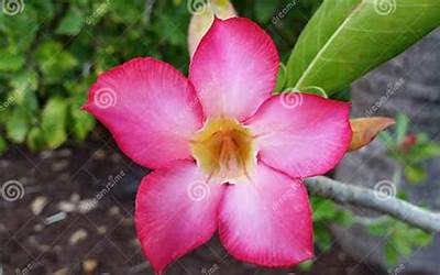 玉米面白面混合发糕热量（玉米面白面混合发糕热量高吗）