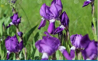 济南聚丰德饭店特色菜(济南聚丰德饭店特色菜是什么)