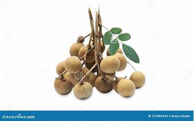 牛骨白萝卜煲汤的做法（牛骨白萝卜煲汤的做法大全）