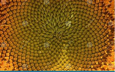 钓鱼老三样是什么饵料(钓鱼老三样是什么饵料冬天可以用吗)