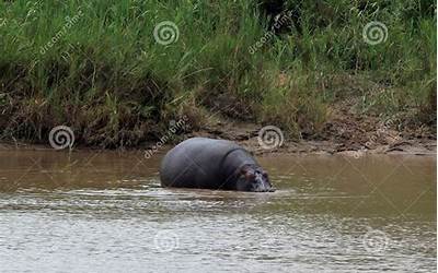 剖腹产后的月子餐（剖腹产后的月子餐吃啥）