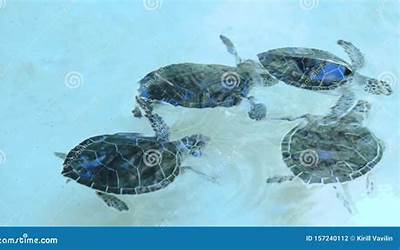 鱼在年夜饭的寓意(鱼在年夜饭的寓意英文)