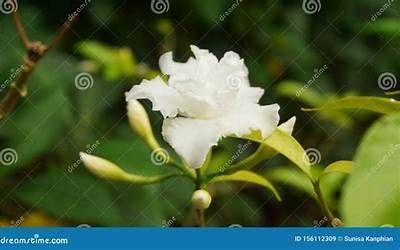 甜藕糯米的做法视频(糯米莲藕制作方法过程视频)