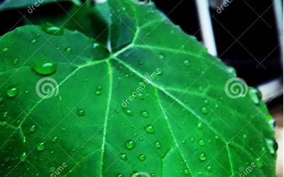 肉丝酸辣汤的家常做法窍门(肉丝酸辣汤的家常做法窍门视频)