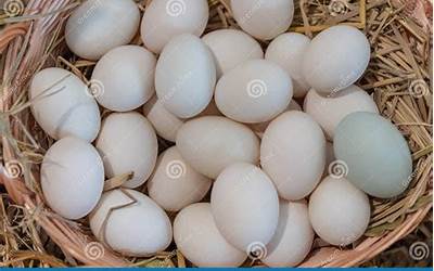 台州美食作文二年级