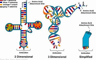 糯米粉的做法家常简单又好吃