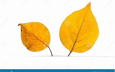 湖北特色早餐小菜有哪些（湖北特色早餐小菜有哪些菜）