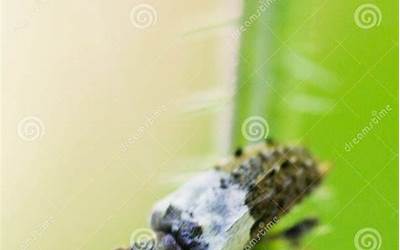 龙岩永福特产有哪些（龙岩永福特产有哪些地方）