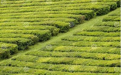 蒜苗炒羊肉的做法(蒜苗炒羊肉的做法视频)