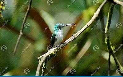 狗身上的跳蚤咬了人怎么治疗!多久可以好（狗身上的跳蚤咬了人怎么治疗!多久可以好啊）