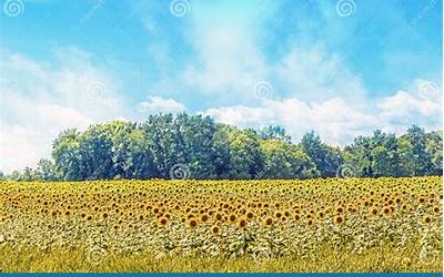 苏泊尔电饭煲坏了怎么修理（苏泊尔电饭煲坏了怎么修理视频）