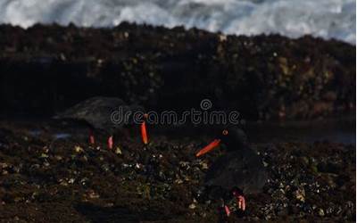 家常牛肉汤的做法及简单窍门（家常牛肉汤的做法及简单窍门视频）