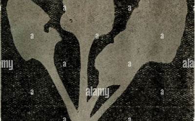 醪糟冰汤圆的做法(醪糟冰汤圆的做法窍门)