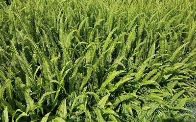 骨里香熟食培训(骨里香熟食培训班)