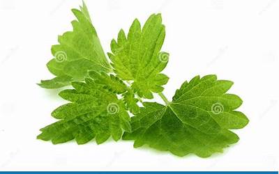 鸡肉炖白菜土豆家常做法(鸡肉炖白菜土豆家常做法窍门)